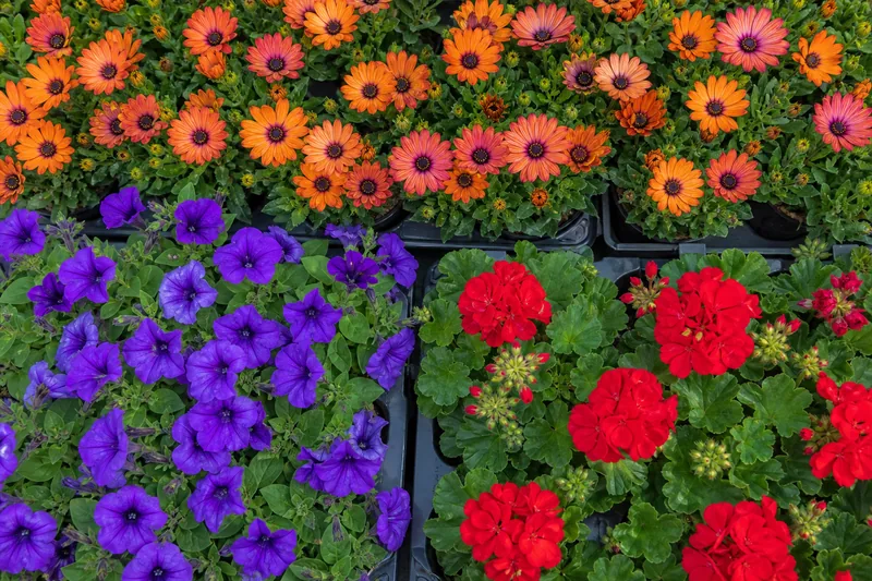 Trays of petunias and osteospermum seen from above