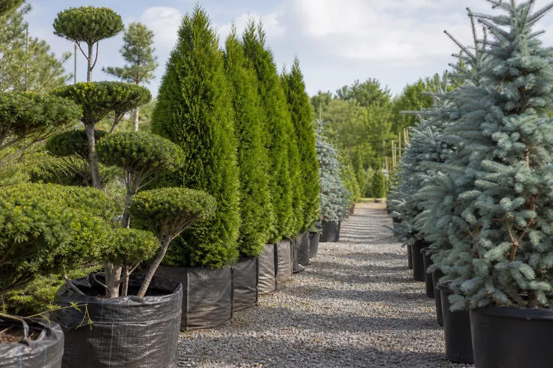 Rows of young spruces and clipped conifers at a container nursery