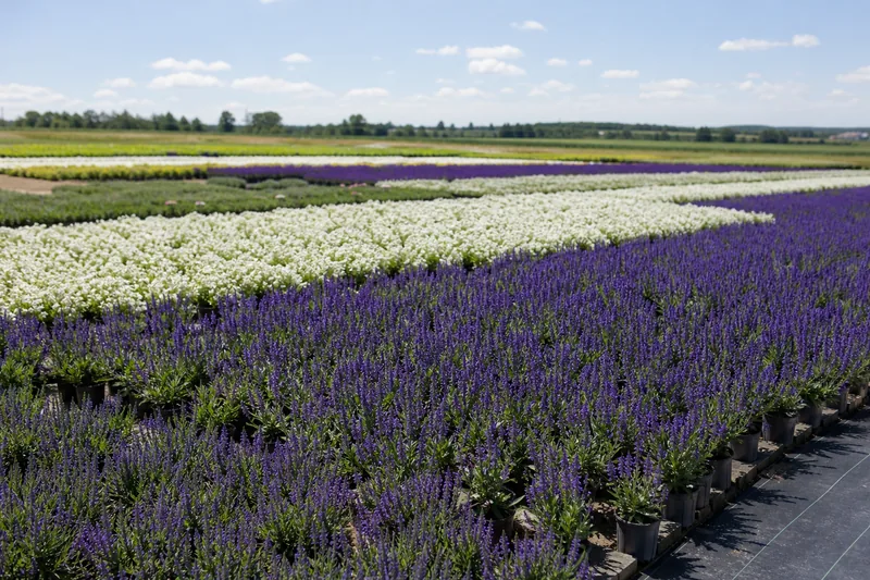 Long beds of flowering perennials at a nursery