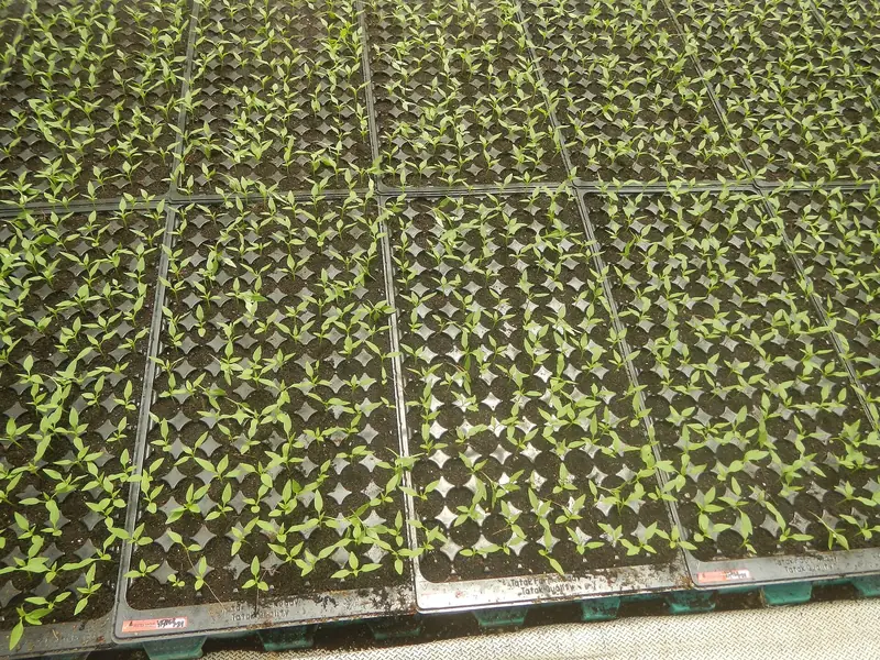 Seedlings growing in plug trays